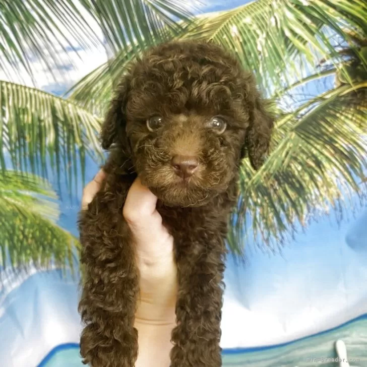 ID：2507-05350の子犬