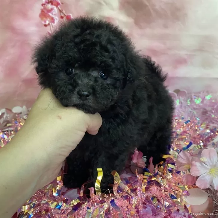 ID:2502-01526の子犬