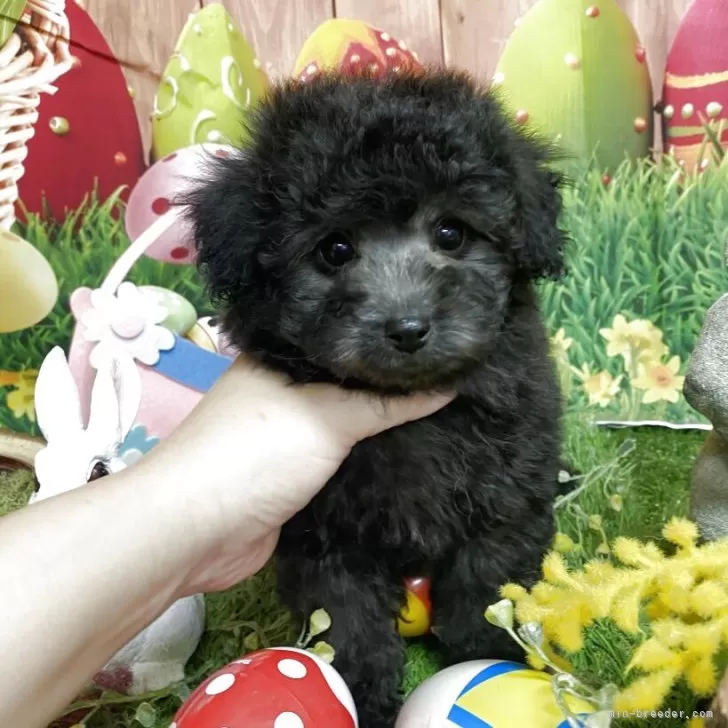 ID:2502-04120の子犬