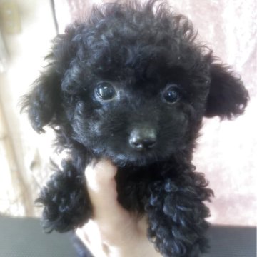 タイニープードル【群馬県・男の子・2025年10月7日・ブラック】の写真「可愛いブラックの男の子💙」