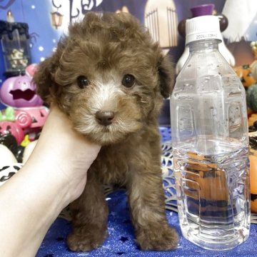 トイプードル(ティーカップ)【群馬県・女の子・2025年8月14日・ブラウンベージュ】の写真「ブラウンの女の子🤎」