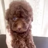 タイニープードル