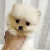 ポメラニアン