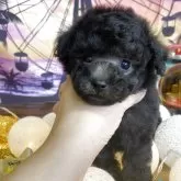 タイニープードル