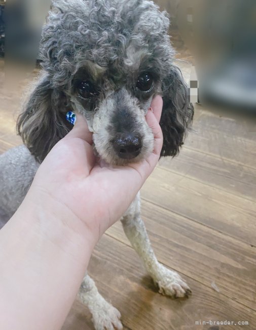 トイプードル【・女の子・2020年8月5日・シルバー】