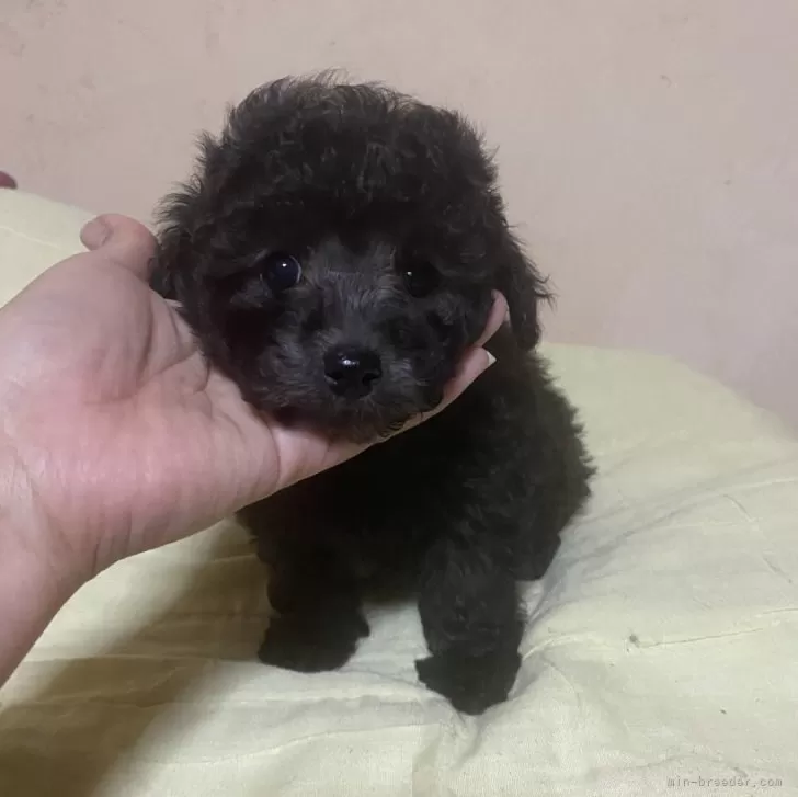 ID:2401-04691の子犬