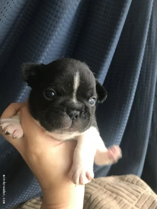 ID:1912-01193の子犬