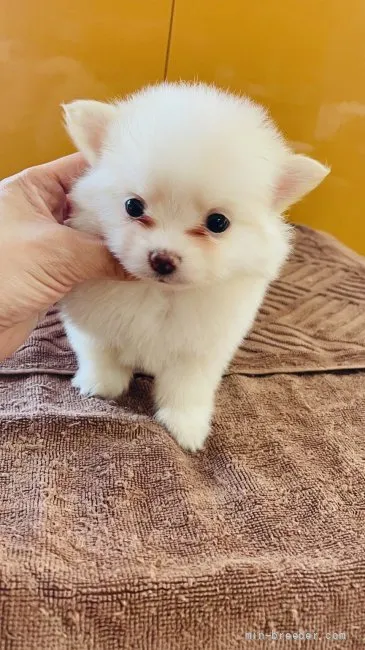 ID:2201-04140の子犬