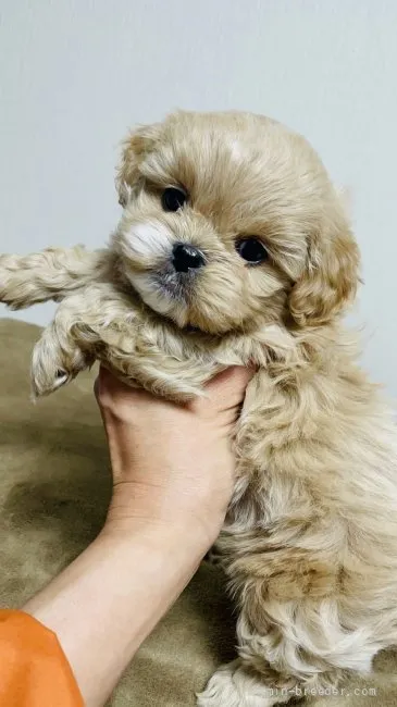 ID:2201-04336の子犬