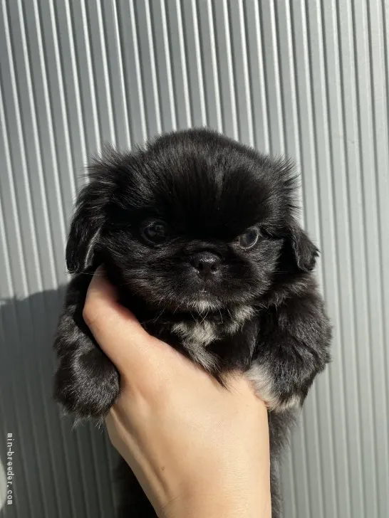 ID:2101-00073の子犬