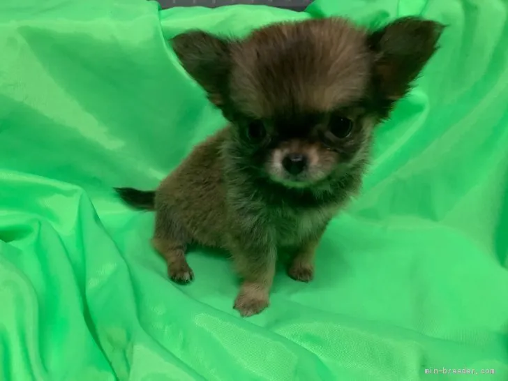 ID：2001-00769の子犬