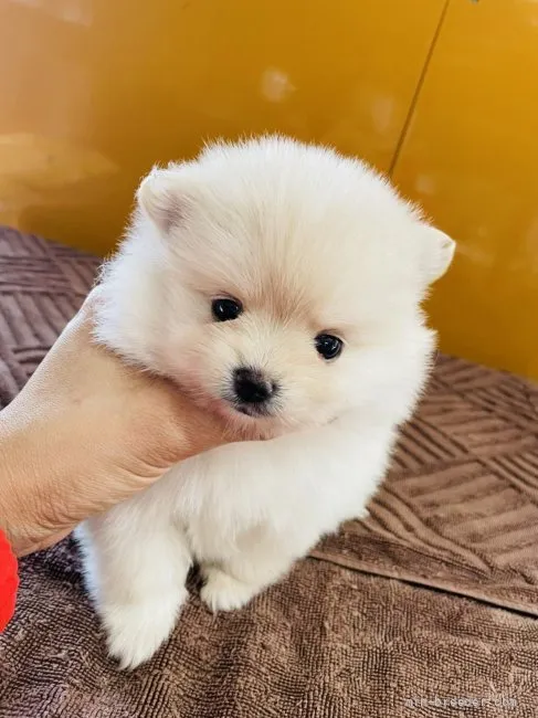 ID:2201-03962の子犬