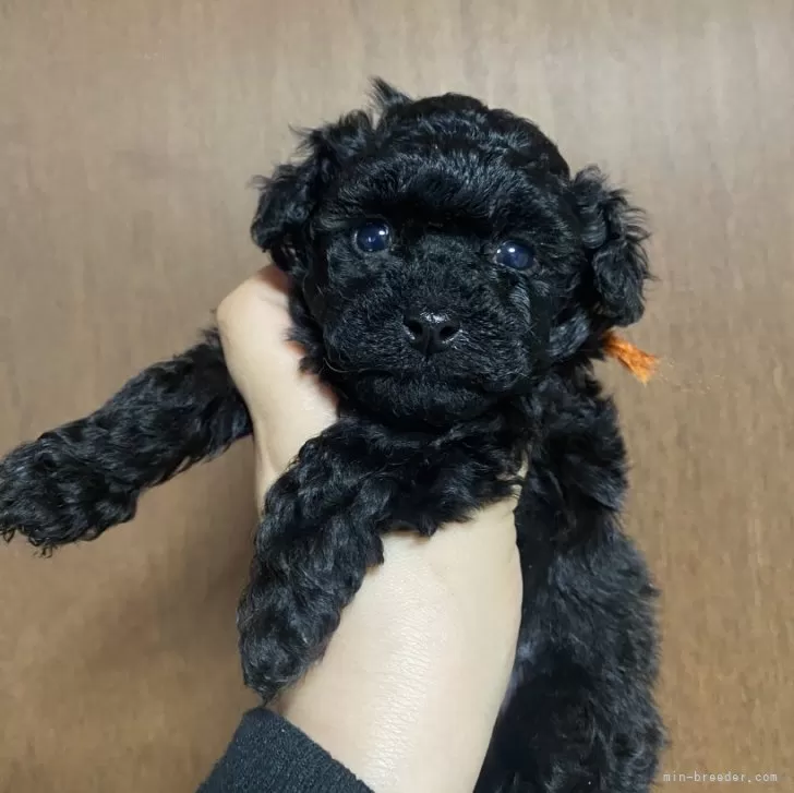 ID：2401-04309の子犬