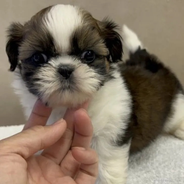 ID:2306-01945の子犬