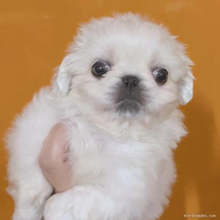 ID:2310-04668の子犬