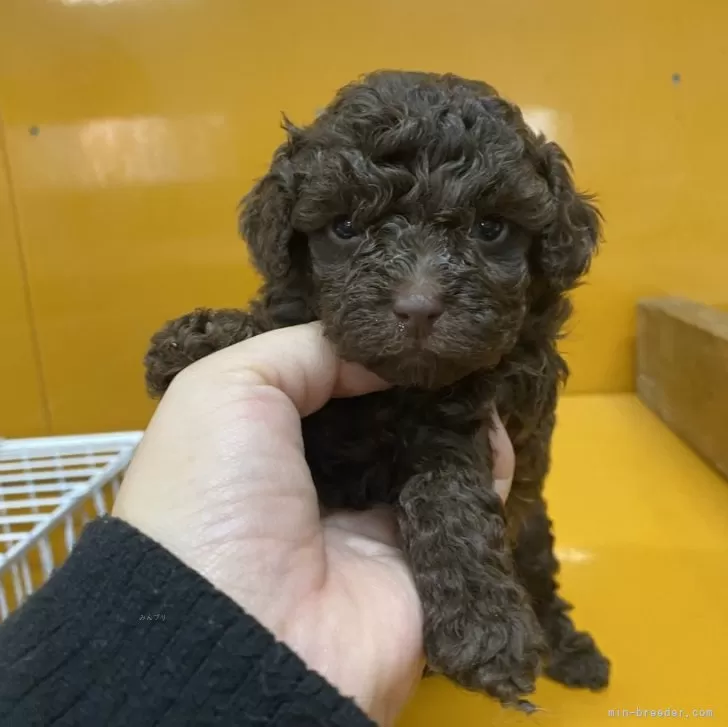 ID：2402-04575の子犬