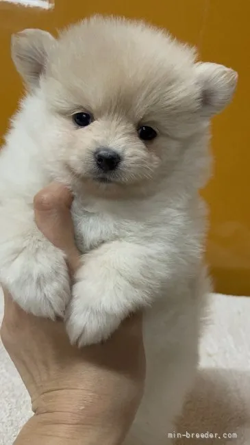 ID:2202-00138の子犬