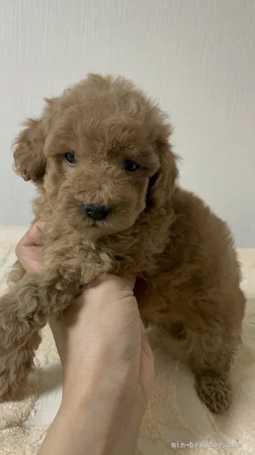 ID：2201-02983の子犬