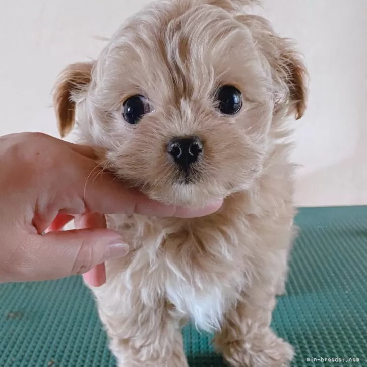 ID:2404-02046の子犬