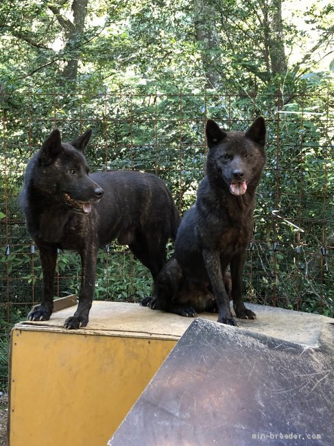 高橋　浩信(たかはし　ひろのぶ)ブリーダー(静岡県・甲斐犬・甲斐犬愛護会登録)の紹介写真1