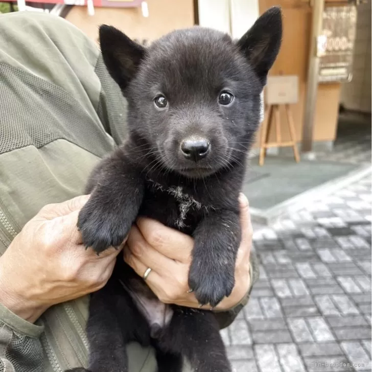 甲斐犬【静岡県・女の子・2025年6月1日・黒虎毛】の写真1