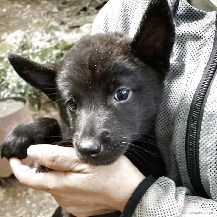 S.S 様のお迎えした子犬