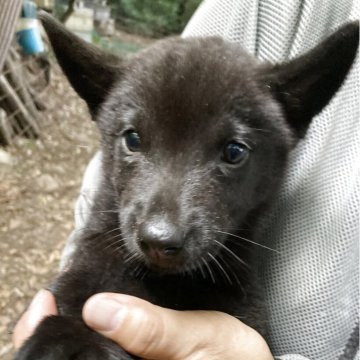 甲斐犬【静岡県・女の子・2025年6月1日・黒虎毛】の写真「好奇心旺盛でやんちゃで元気な子です。」