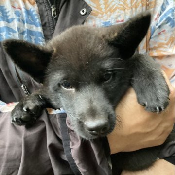 甲斐犬【静岡県・女の子・2025年5月12日・黒虎】の写真「小柄で人懐っこく女の子らしい元気な子犬です。」