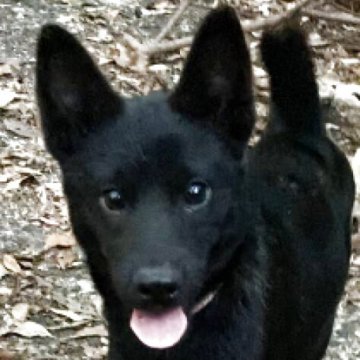 甲斐犬【静岡県・女の子・2025年5月12日・黒虎】の写真「小柄で人懐っこく女の子らしい元気な子犬です。」