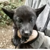 甲斐犬