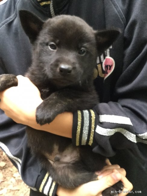 甲斐犬の子犬をお迎えいただいたお客様の声 口コミ 評判 みんなのブリーダー 甲斐犬の子犬をお迎えいただいたお客様の声 口コミ 評判 みんなのブリーダー