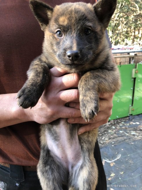 甲斐犬 静岡県 女の子 年10月25日 赤虎毛 とても元気で可愛いくて愛嬌のある子犬です みんなのブリーダー 子犬id 2101 甲斐犬 静岡県 女の子 年10月25日 赤虎毛 とても元気で可愛いくて愛嬌のある子犬です みんなのブリーダー 子犬id 2101