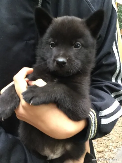 ミヤサン 様のお迎えした子犬