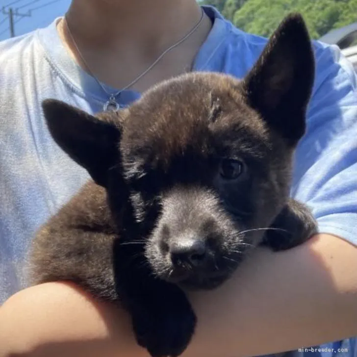 ジョンパパ 様のお迎えした子犬