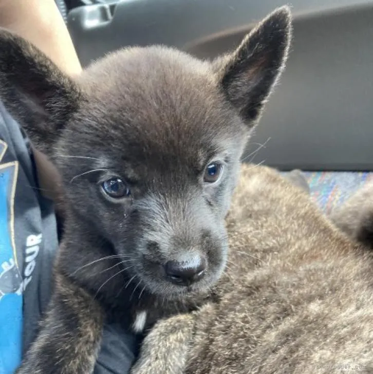 ID：2209-02100の子犬