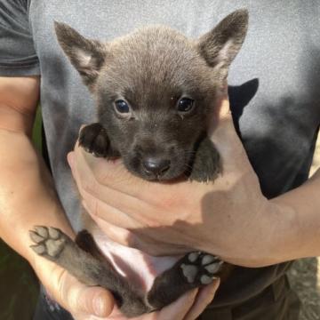 甲斐犬【静岡県・女の子・2022年9月14日・黒虎毛】の写真「食欲旺盛で気性の良い子です。」