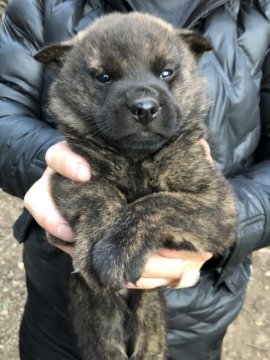 甲斐犬【静岡県・男の子・2021年11月21日・赤虎毛】の写真「目が綺麗で男の子らしいお顔のやんちゃな子犬です。」