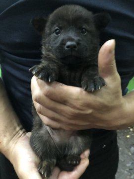 甲斐犬【静岡県・男の子・2021年5月9日・赤虎毛】の写真「人懐っこくてマイペースな男の子です。」