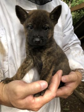 甲斐犬【静岡県・男の子・2021年8月20日・赤虎毛】の写真「やんちゃで遊ぶのが大好で人懐っこ元気な男の子です。」