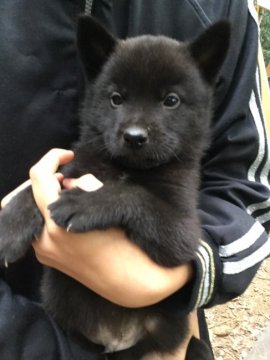 甲斐犬【静岡県・男の子・2020年10月18日・黒虎毛】の写真「とてもやんちゃで可愛さと逞しさを兼ね備えています。」