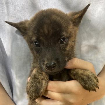 甲斐犬【静岡県・女の子・2022年8月14日・赤虎毛】の写真「人間を意識し洞察力のある賢い子犬です。」