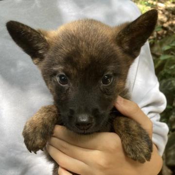 甲斐犬【静岡県・女の子・2022年8月14日・赤虎毛】の写真「好奇心旺盛で人懐っこい子犬です。」