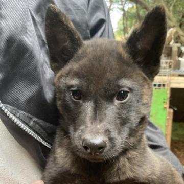 甲斐犬【静岡県・男の子・2022年9月14日・黒虎毛】の写真「人懐っこく、逞しい子犬」