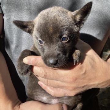 甲斐犬【静岡県・女の子・2022年9月14日・～中虎毛】の写真「人懐っこくマイペースで甘えっ子です。」