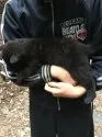 甲斐犬【静岡県・男の子・2020年10月18日・黒虎毛】の写真3
