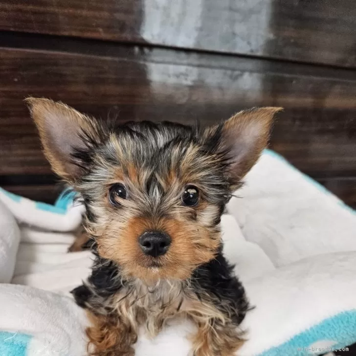 ID：2502-06946の子犬