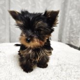 ヨークシャーテリア