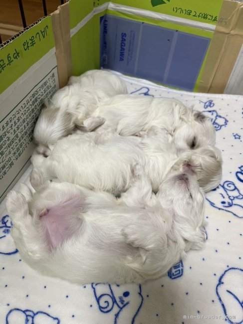 北村千里ブリーダーのブログ：可愛い子犬が産まれました。