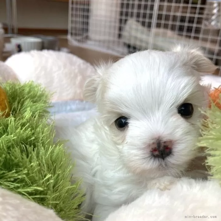 H.K 様のお迎えした子犬