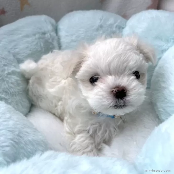 ID:2503-02318の子犬